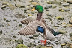 Ente für Federnstudie