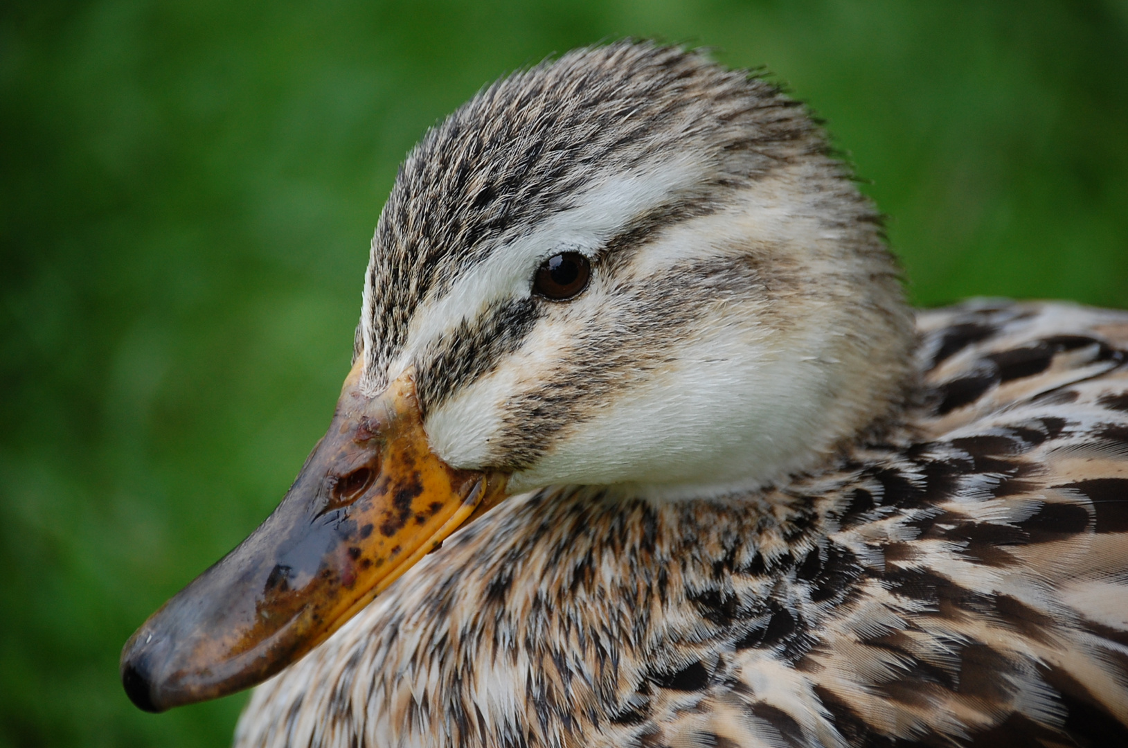 Ente - ganz nah.