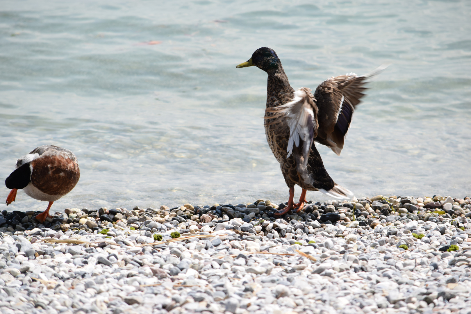 Ente Gardasee