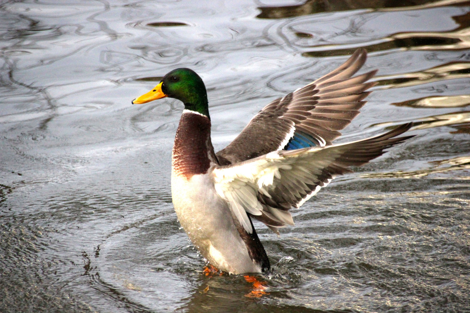 Ente geht auf dem Wasser