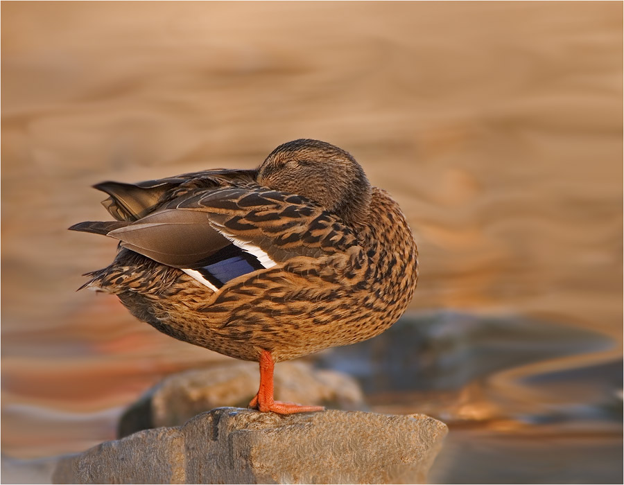 Ente geht schlafen