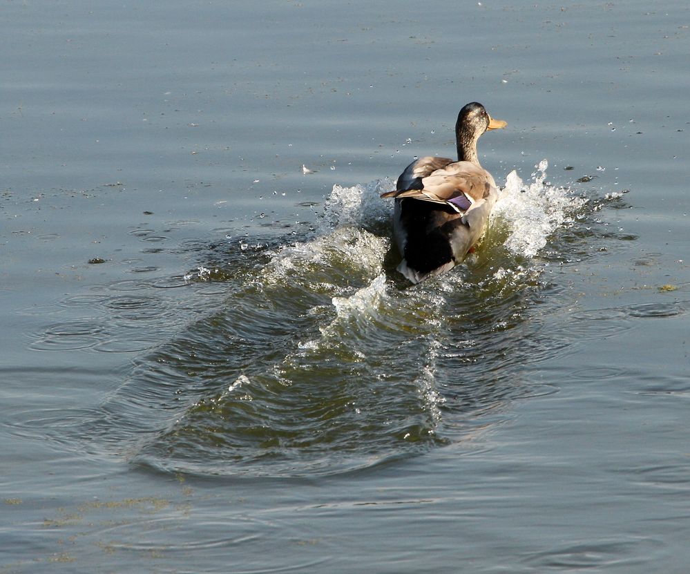 Ente gelandet