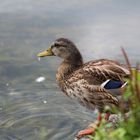 Ente genießt Ausblick