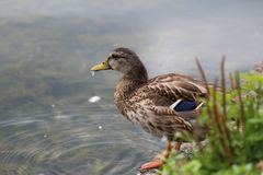 Ente genießt Ausblick