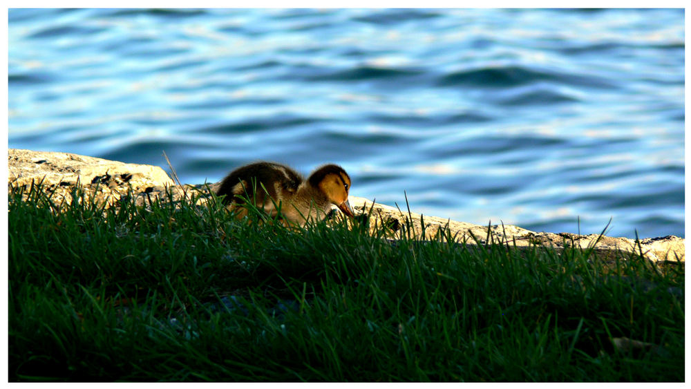 Ente genießt den Ausblick auf den Bodensee