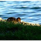 Ente genießt den Ausblick auf den Bodensee