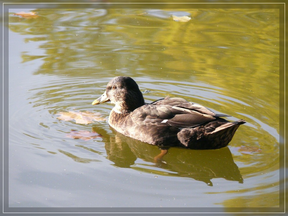 Ente genießt die letzten Sonnenstrahlen