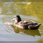 Ente genießt die letzten Sonnenstrahlen