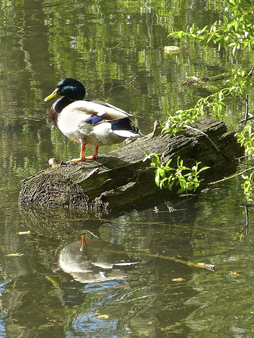 ENTE GENIESST ERSTE SONNE