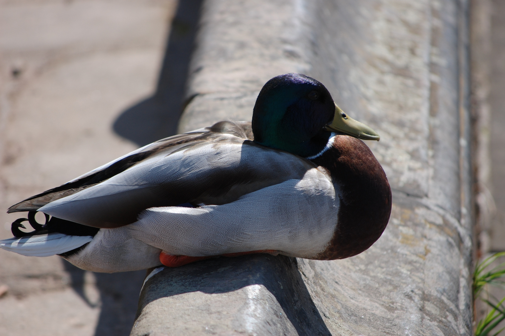 Ente genießt sonne