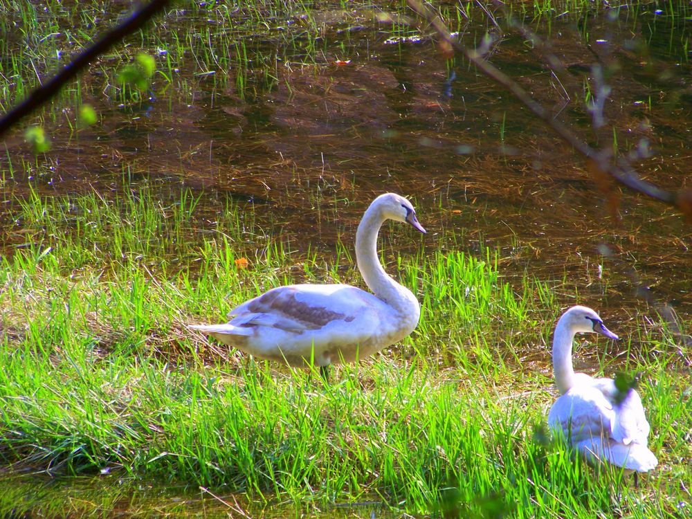 Ente geschossen! by Marbats 