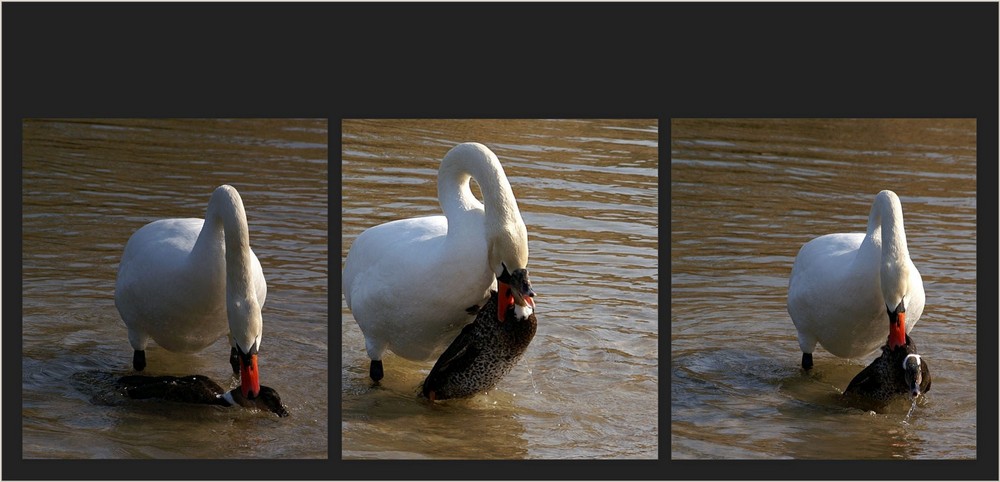 ENTE GESCHÜTTELT !