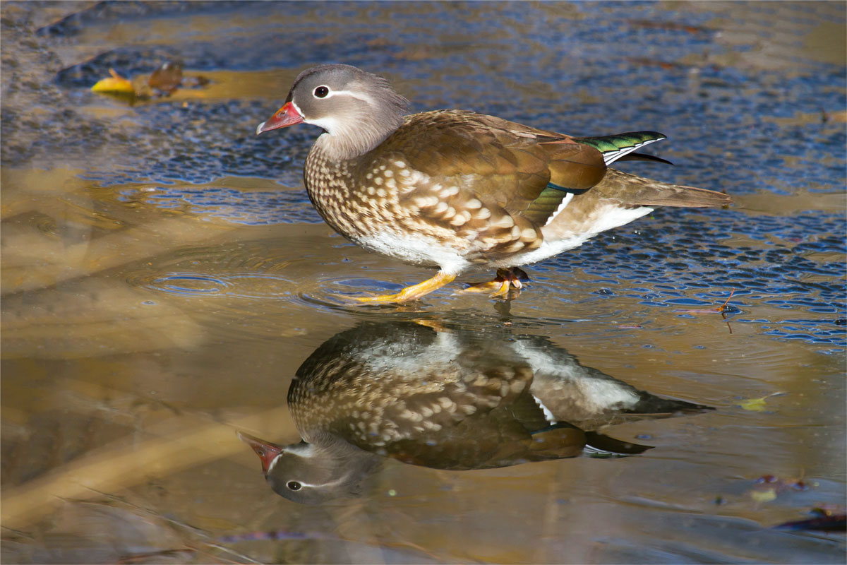 Ente gespiegelt