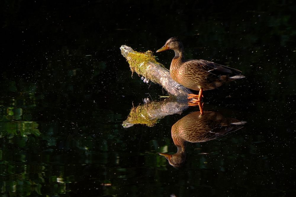 Ente gespiegelt