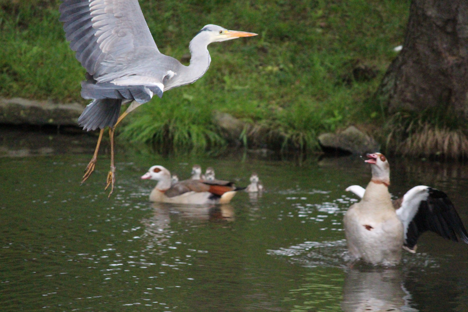 Ente "greift" Reiher an