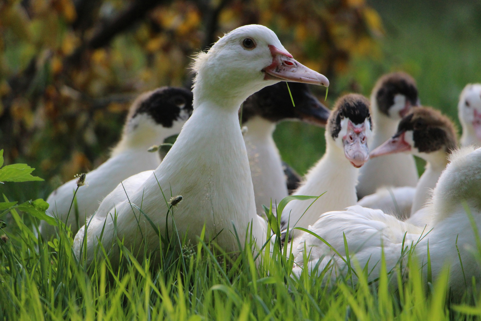 Ente gut, alles gut!