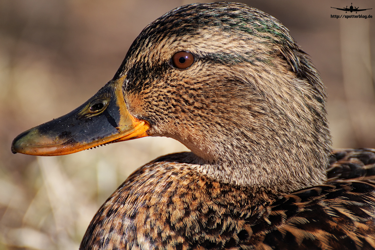 Ente gut alles gut