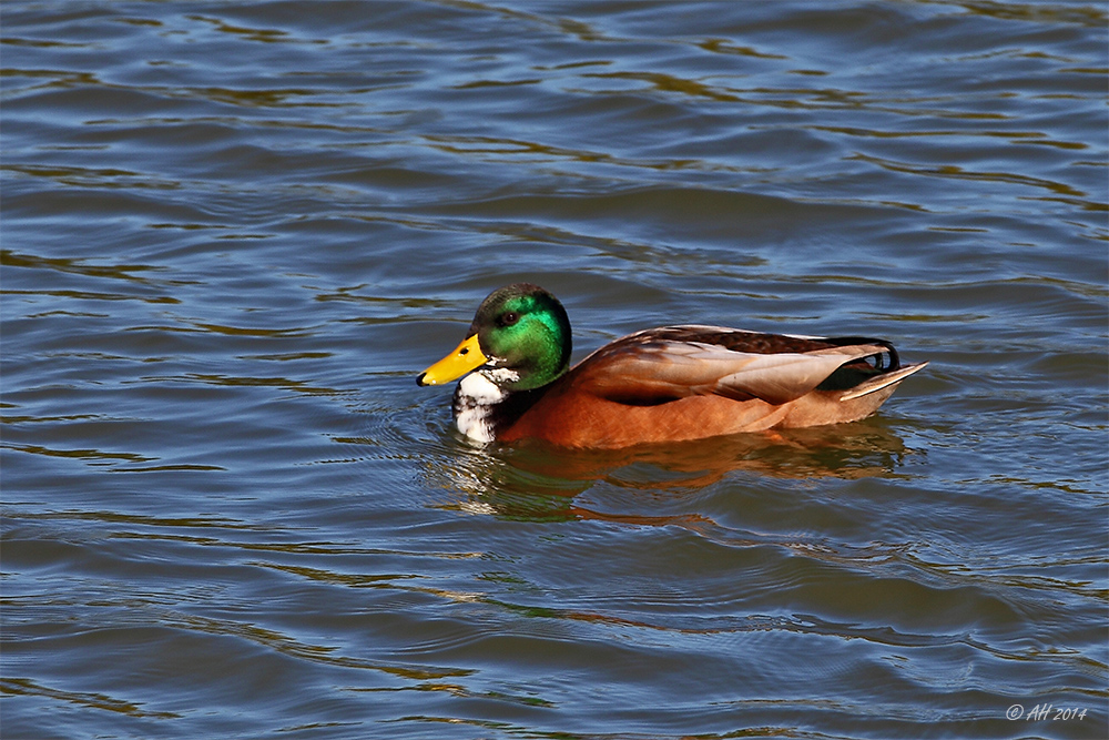 Ente gut, alles gut! - 2