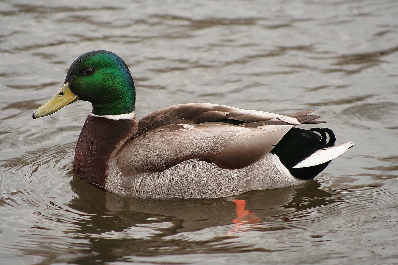 Ente gut, alles gut