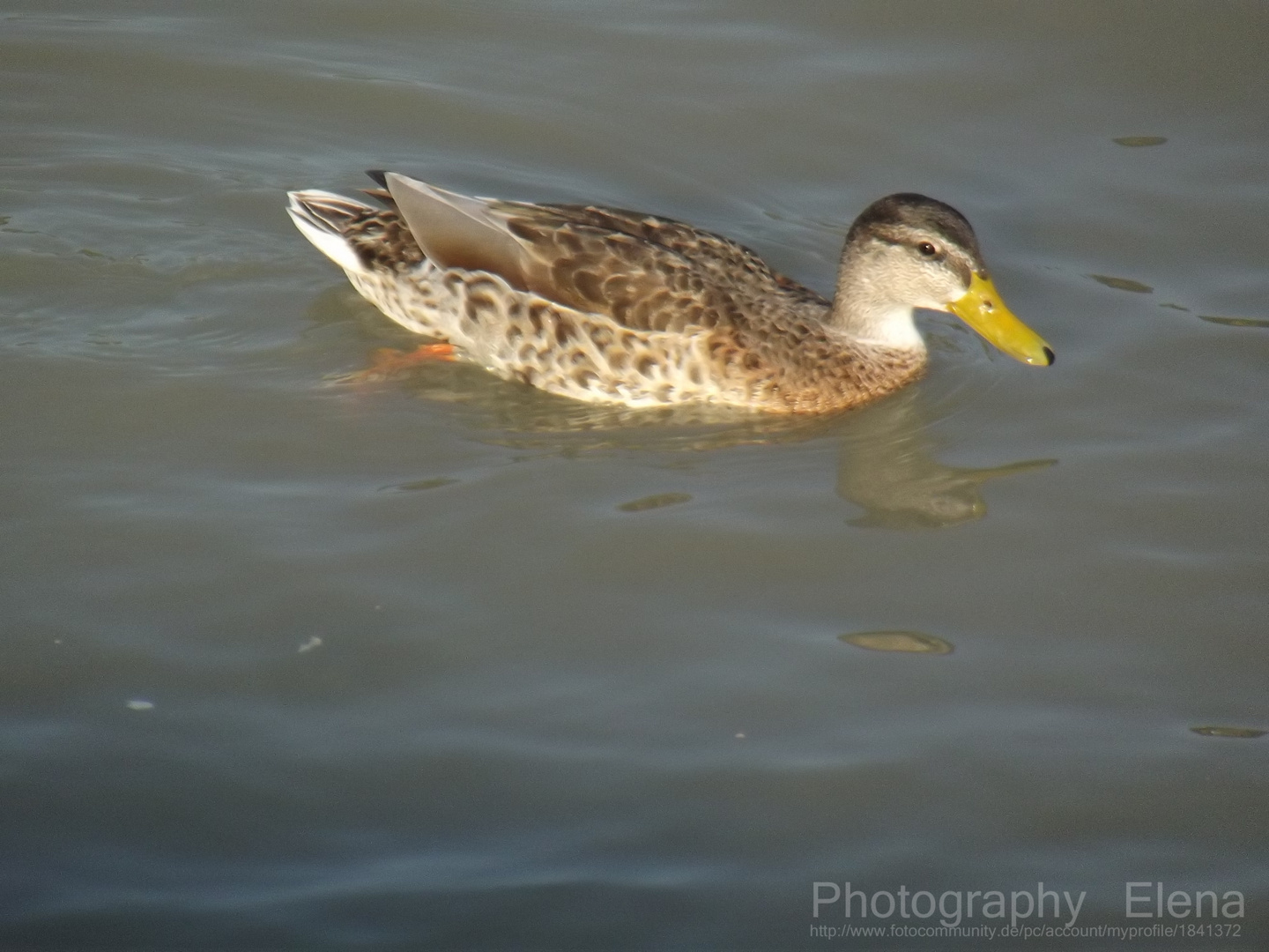 Ente gut , alles Gut