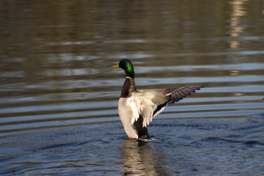 Ente gut alles gut .