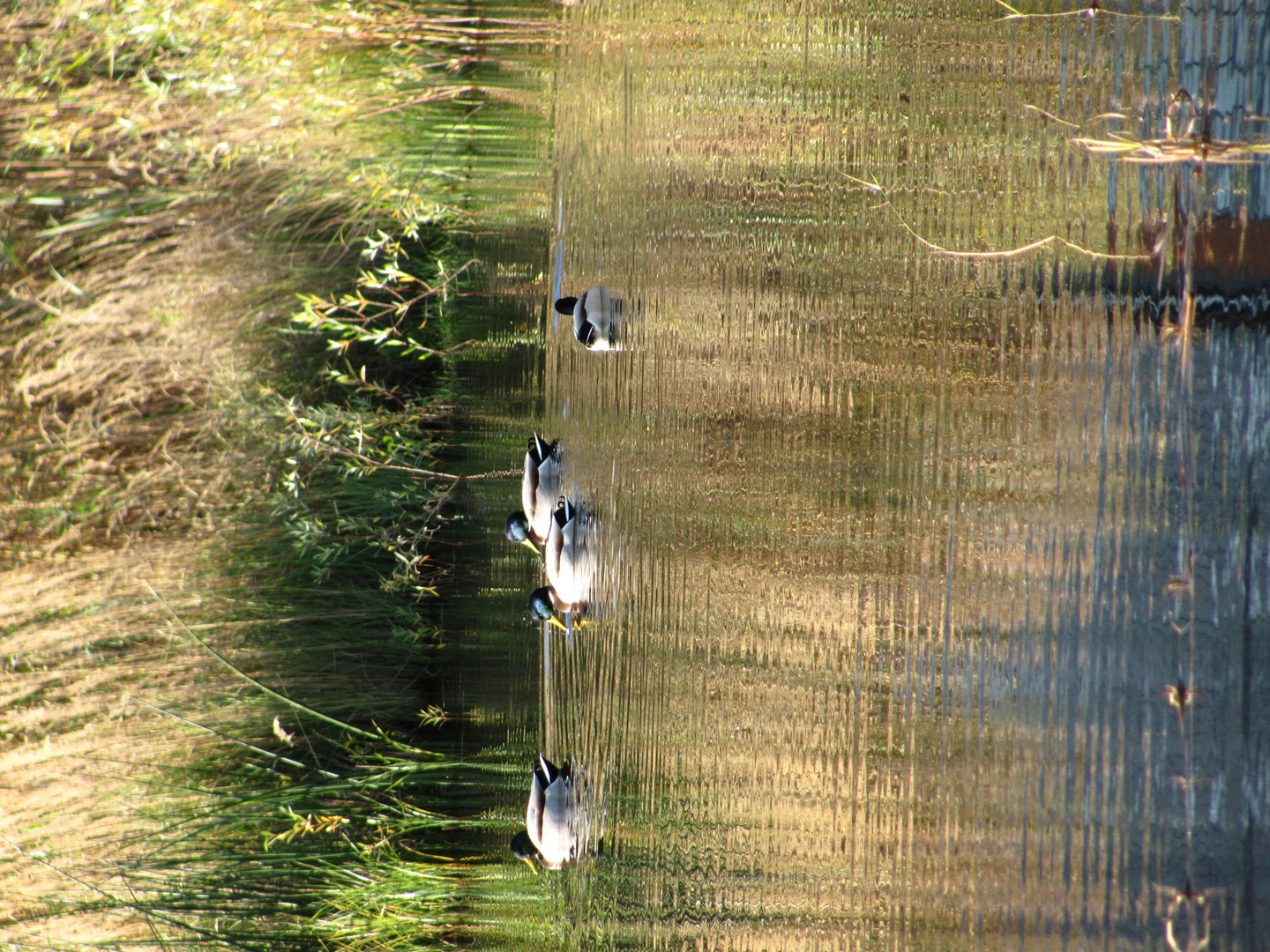 Ente gut, alles Gut ...