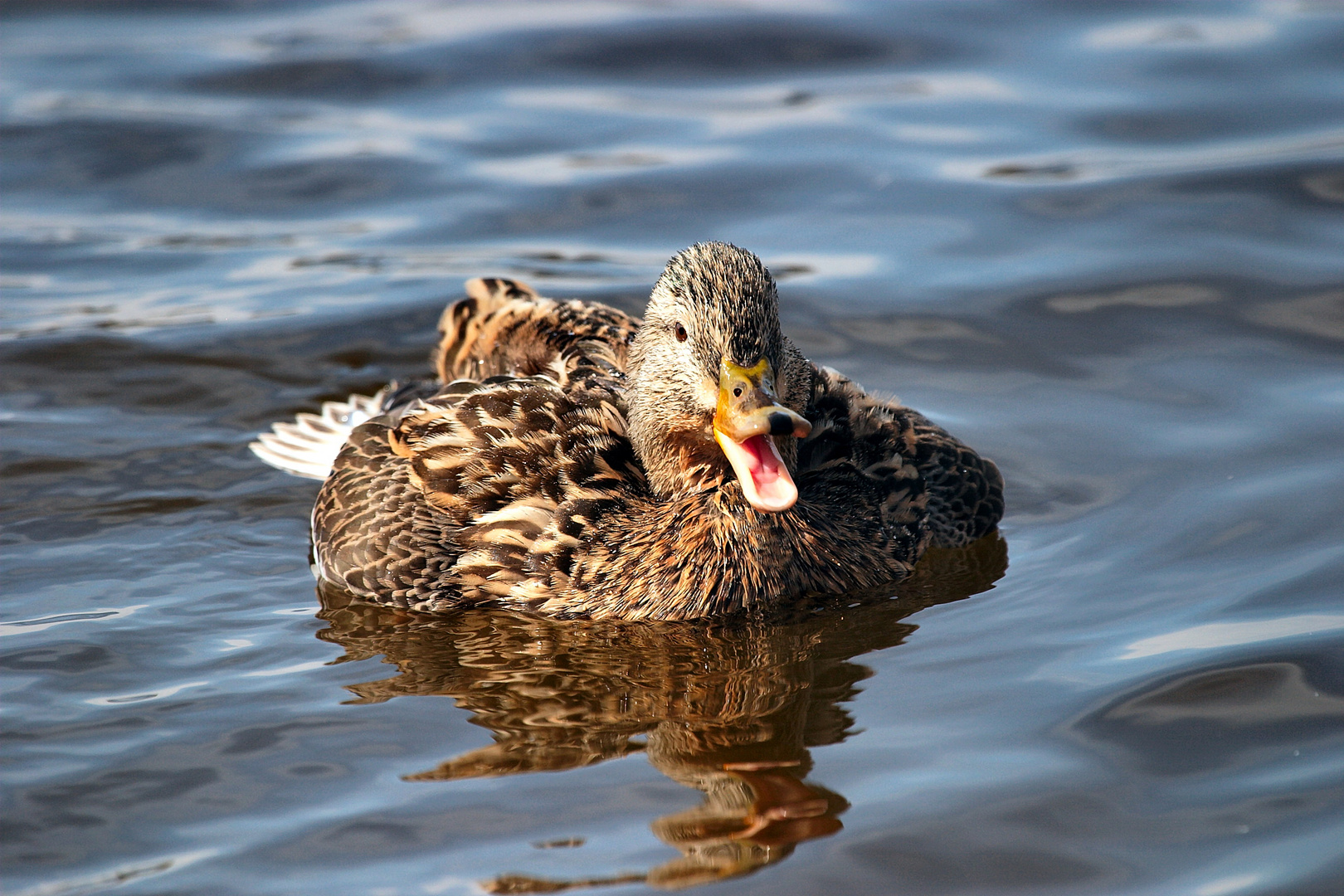 Ente gut alles gut