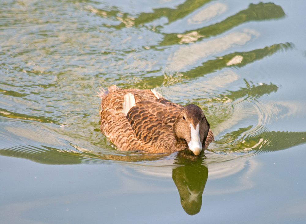 Ente gut, alles gut!