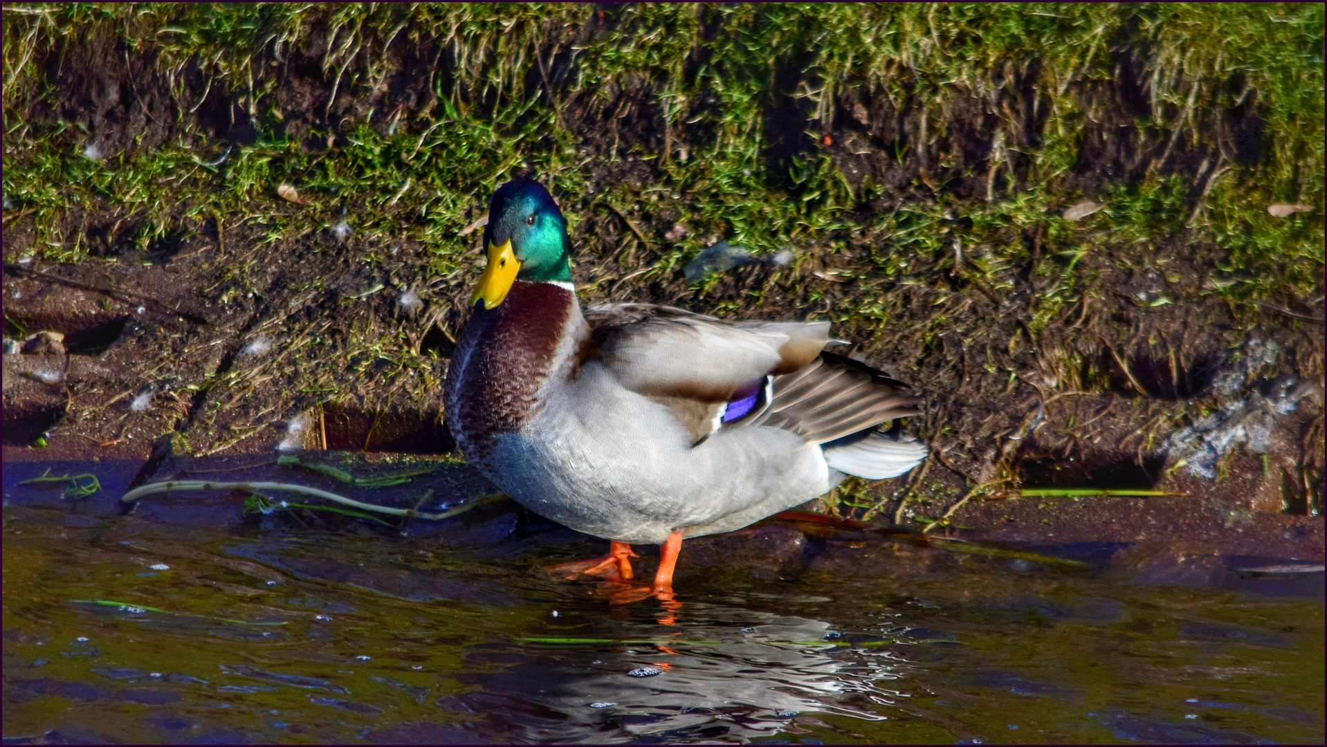 Ente gut - alles gut ...?