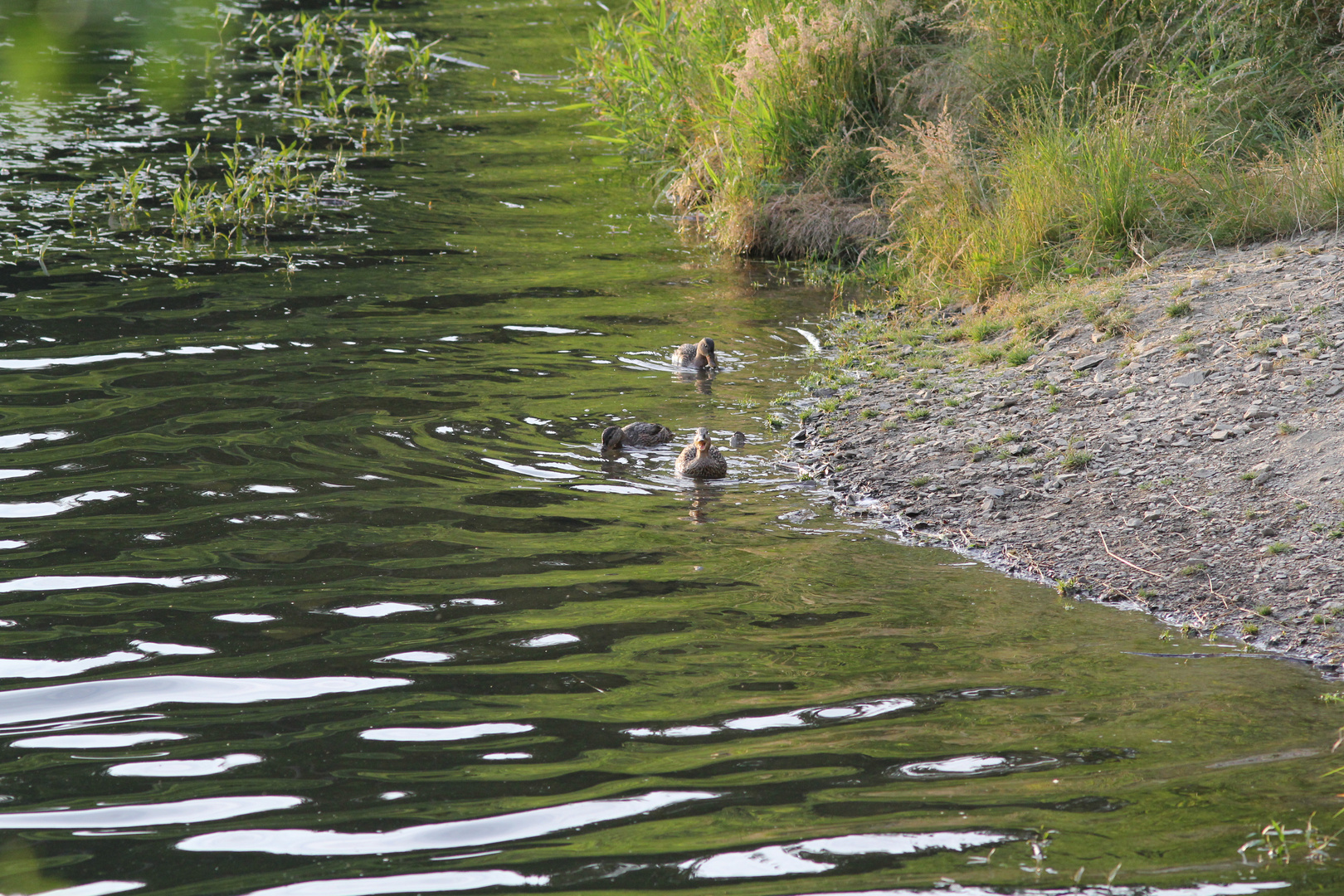 Ente gut alles Gut.