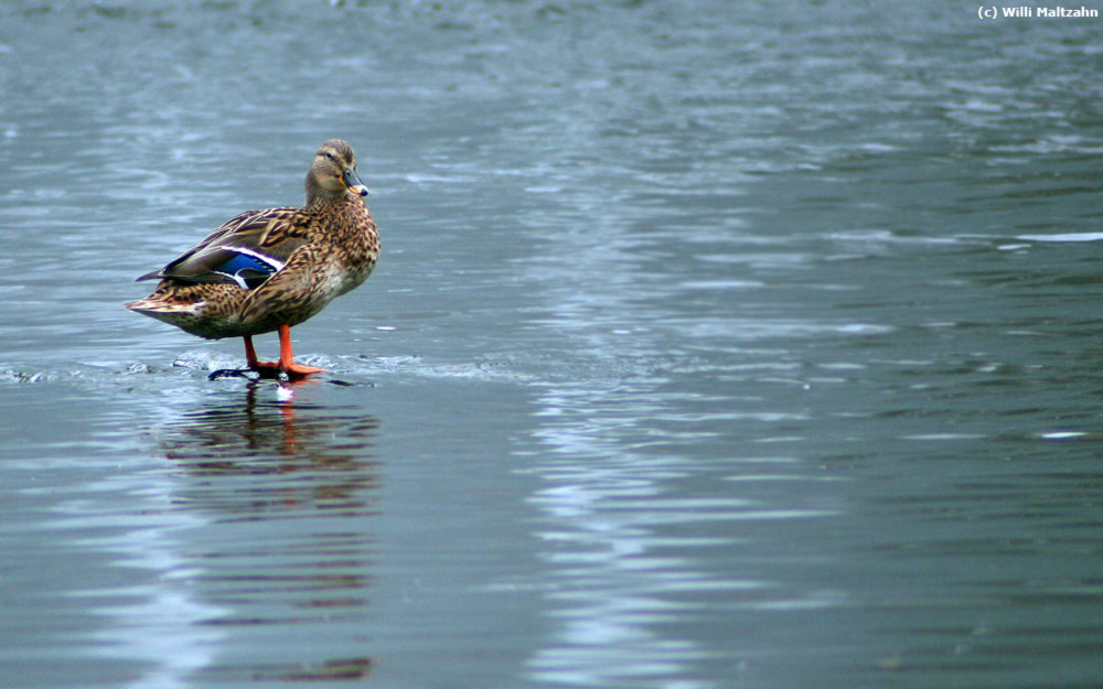 Ente gut alles gut