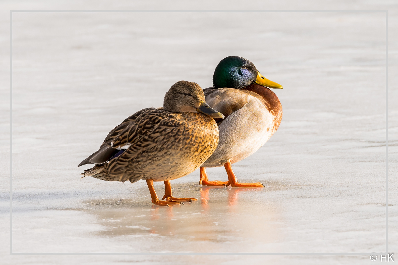 Ente gut, alles gut