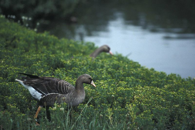 "Ente gut alles Gut"