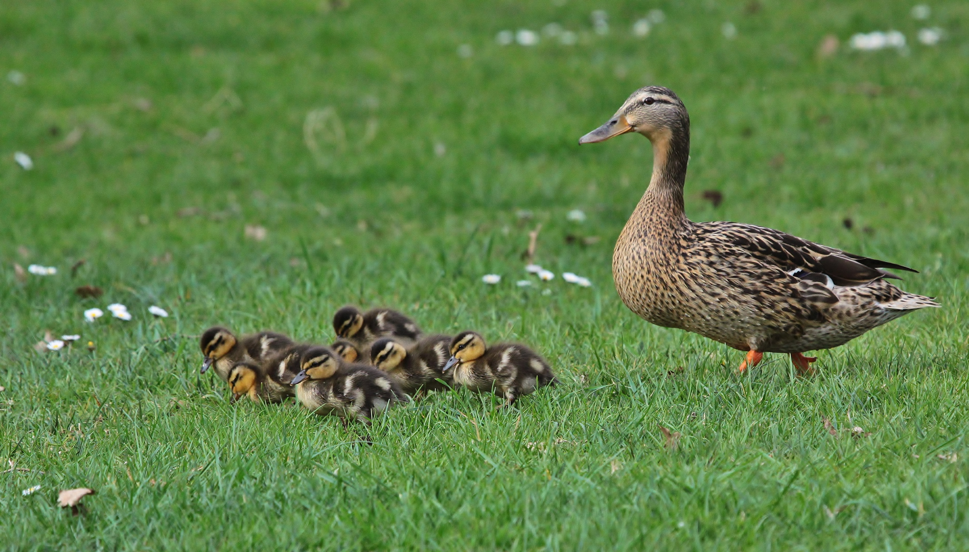 Ente gut, alles gut.