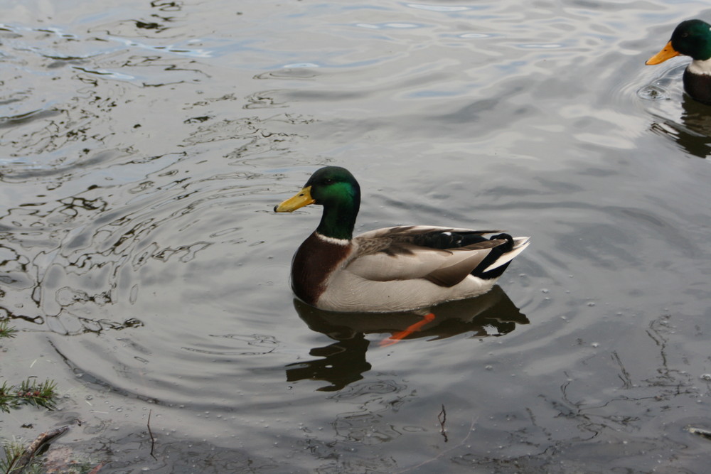 Ente gut alles gut