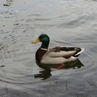 Ente gut alles gut