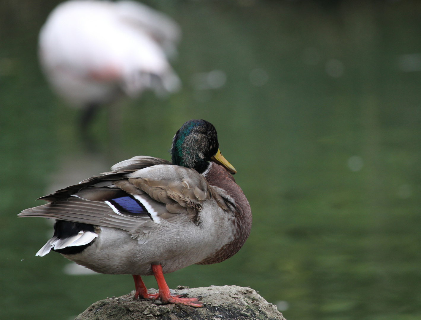 Ente gut alles gut