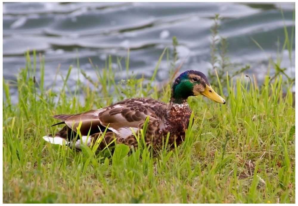 Ente gut, alles gut