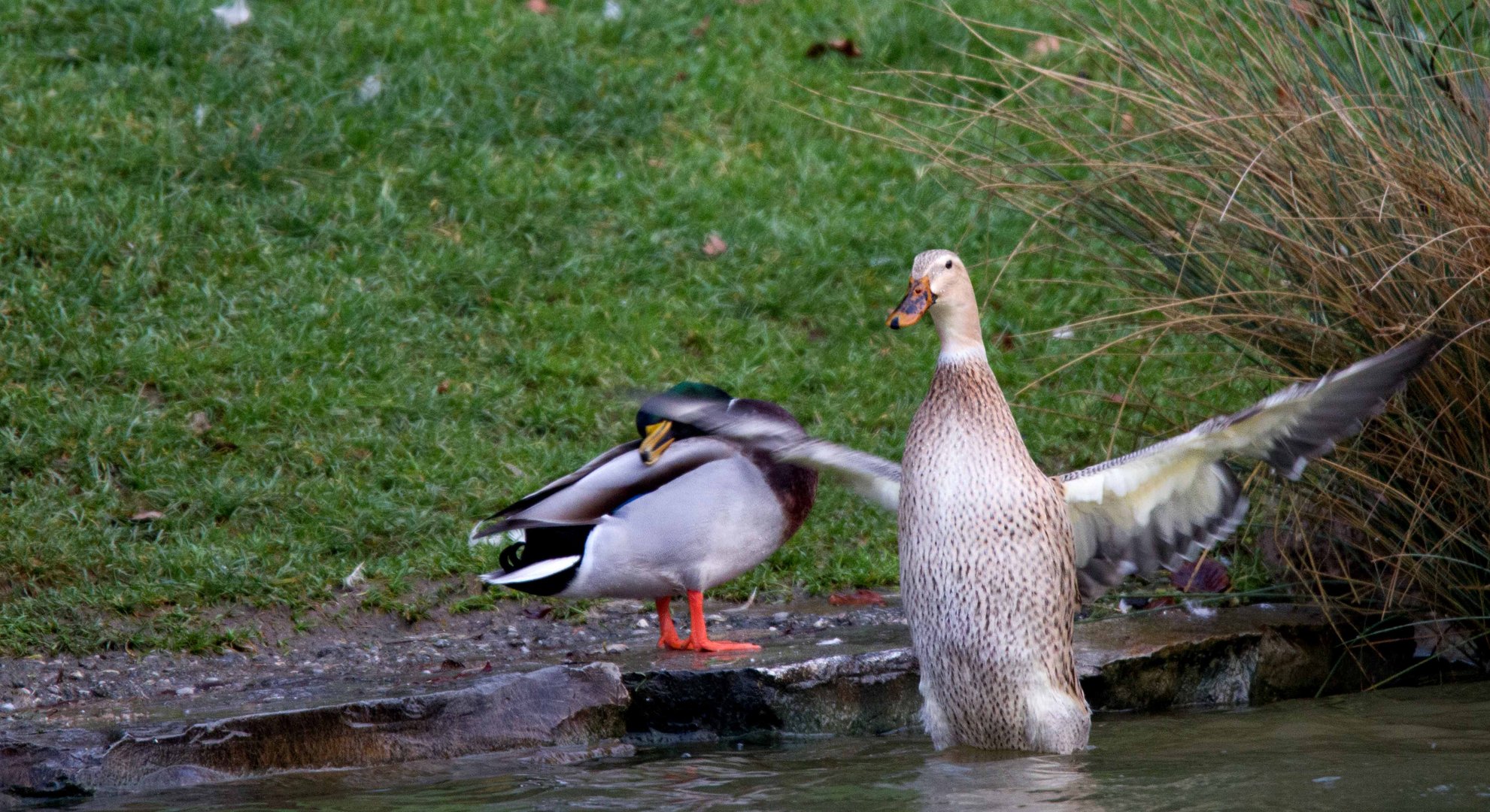 Ente gut alles gut