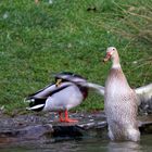 Ente gut alles gut