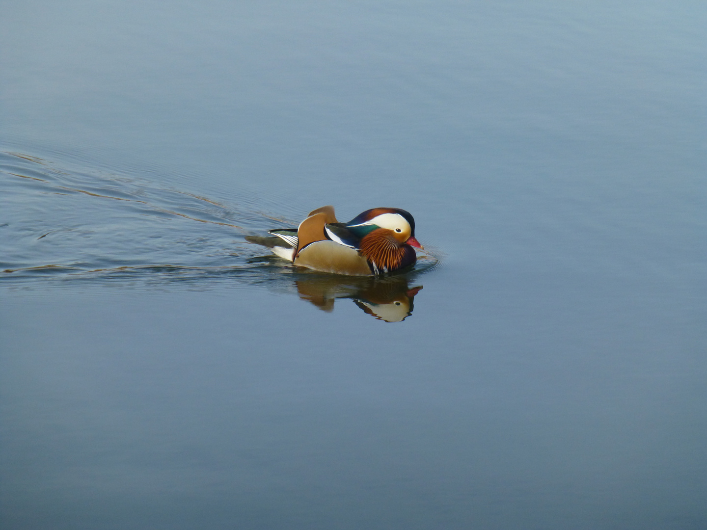 Ente gut alles gut!