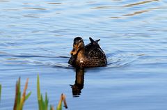 Ente gut, alles Gut