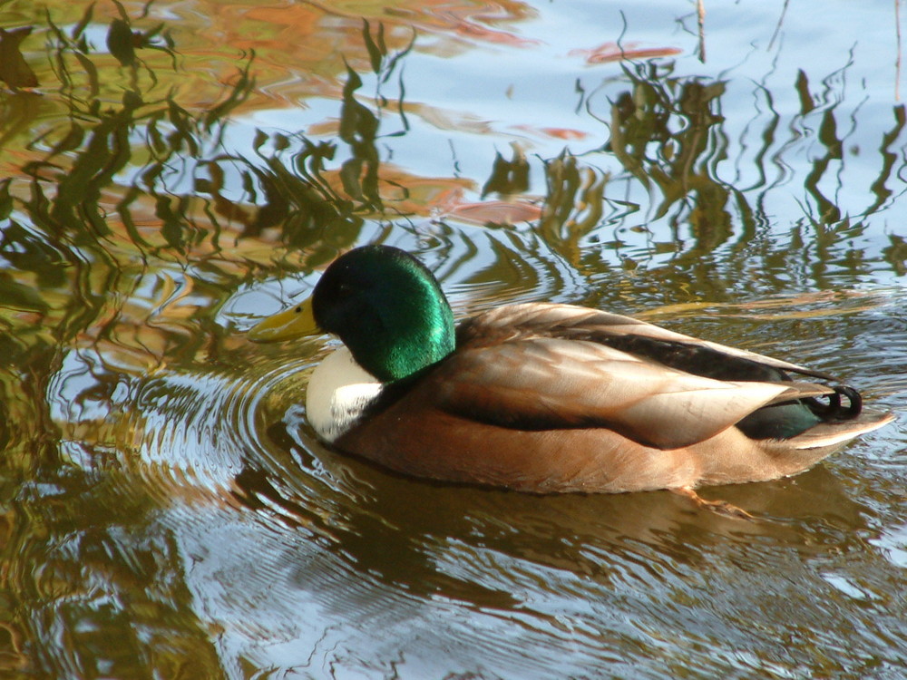 Ente gut - alles gut