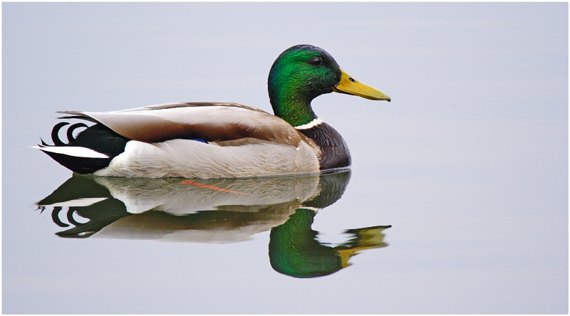 Ente gut, alles gut