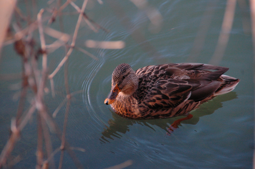 Ente gut alles gut