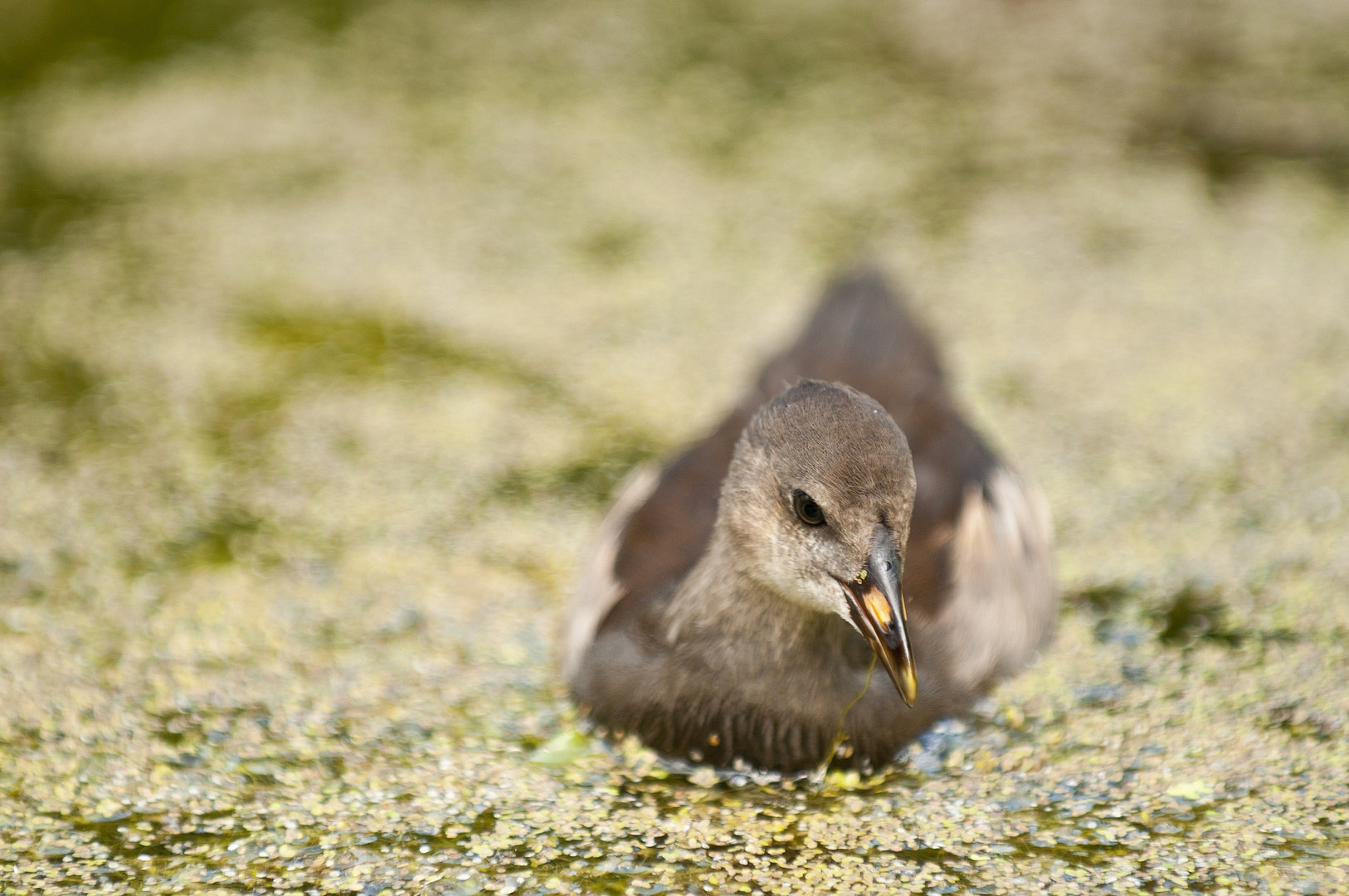 |Ente gut alles gut|