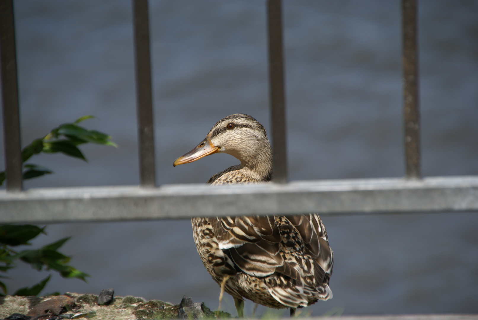 Ente gut ,alles gut