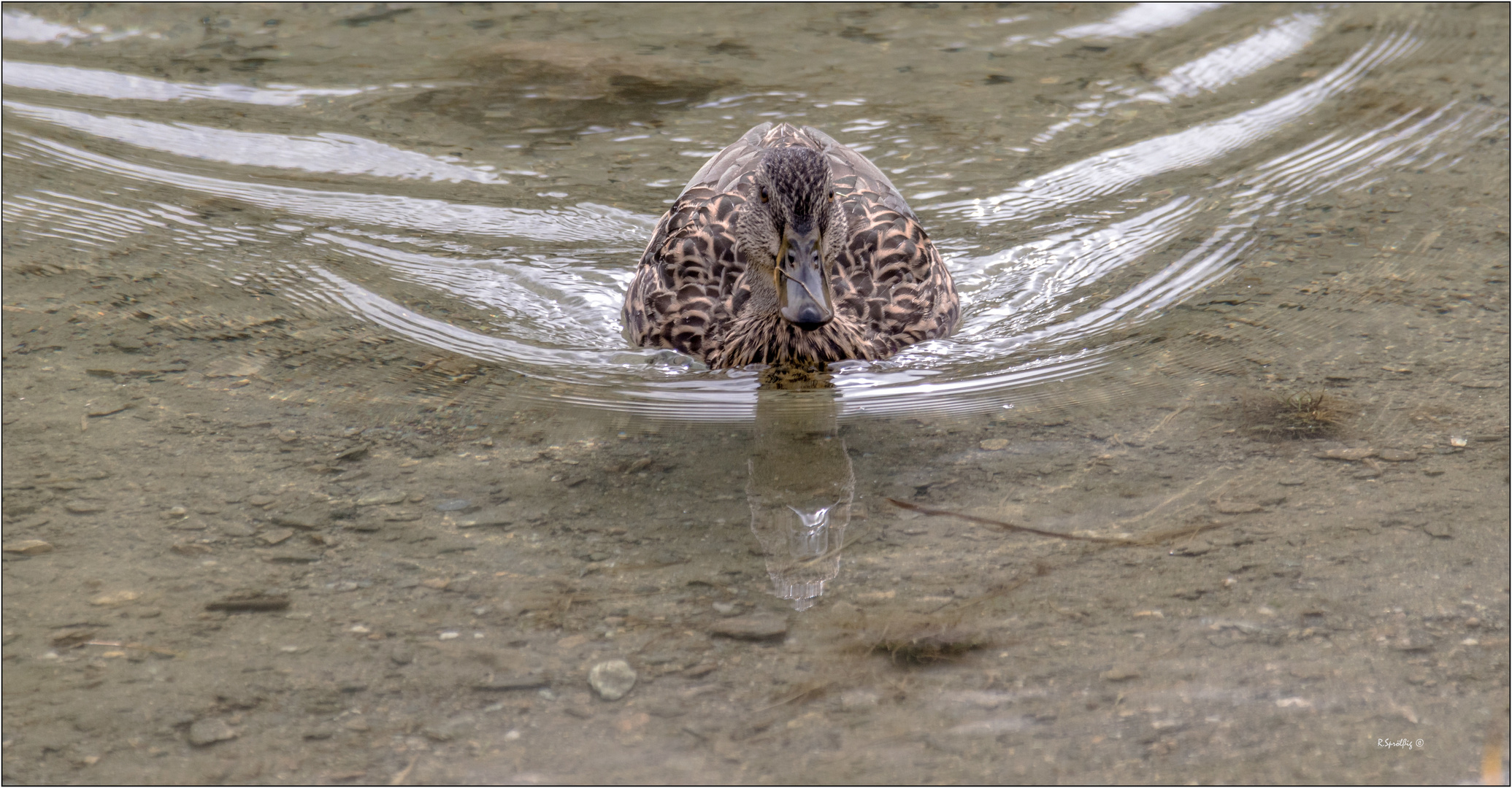 - Ente gut, ... alles gut -