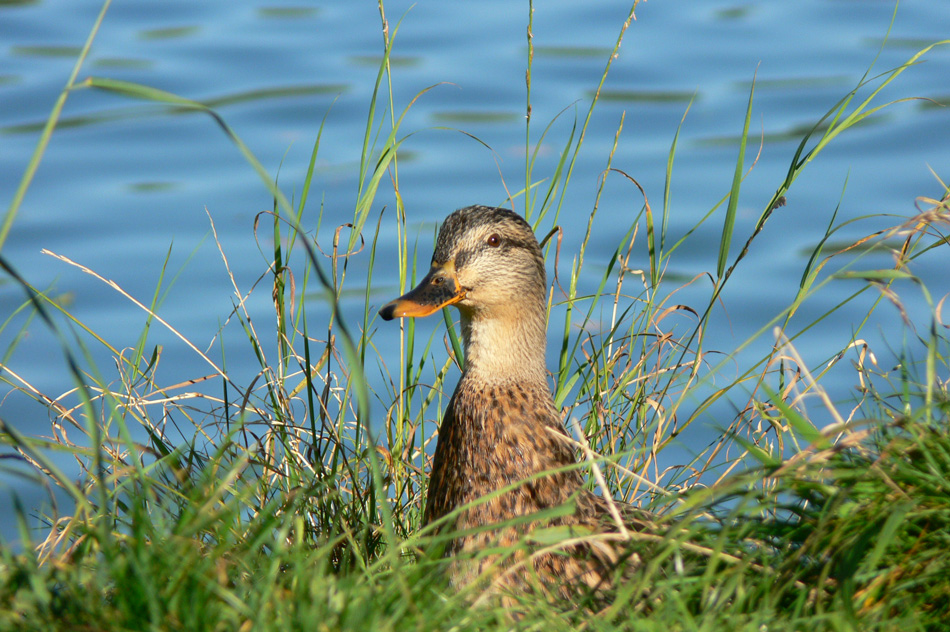 Ente gut, alles gut!