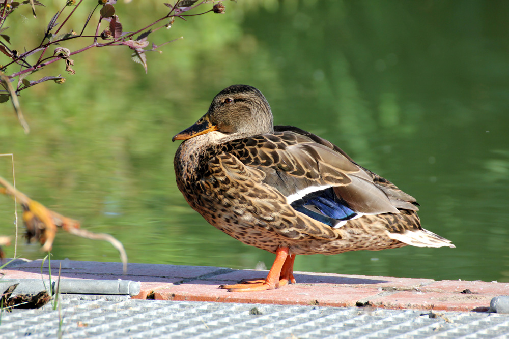 Ente gut, alles gut :-)